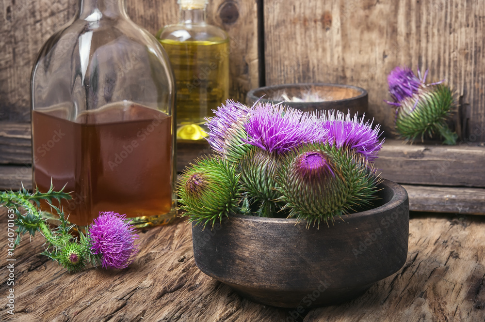 Beautiful blossoming buds thistle Beautiful blossoming buds thistle