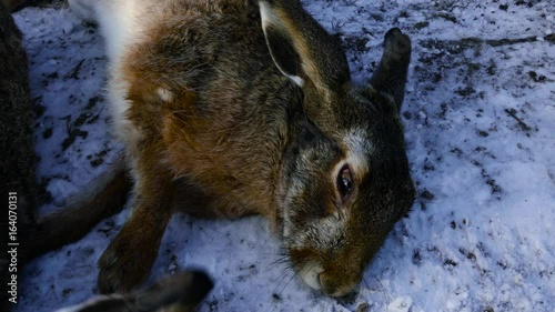 The bodies of dead rabbits lie on the snow. Assassins show trophies after hunting in the winter forest photo