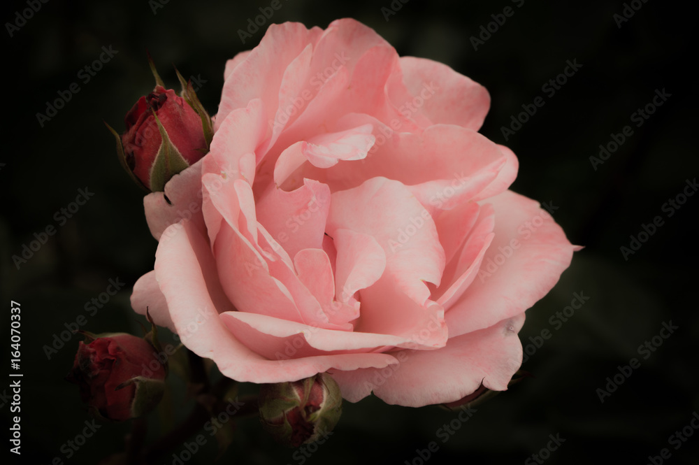 Naklejka premium Wzrastał z rosebuds na ciemnym tle, miękkim i romantycznym rocznika filtrze, różowy tonowy kwiat