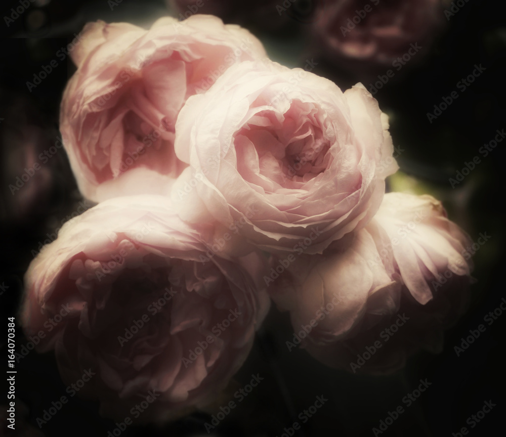 Obraz Piękny bukiet róż na ciemnym tle, miękki i romantyczny filtr, vintage kwiaty wyglądają jak stary obraz