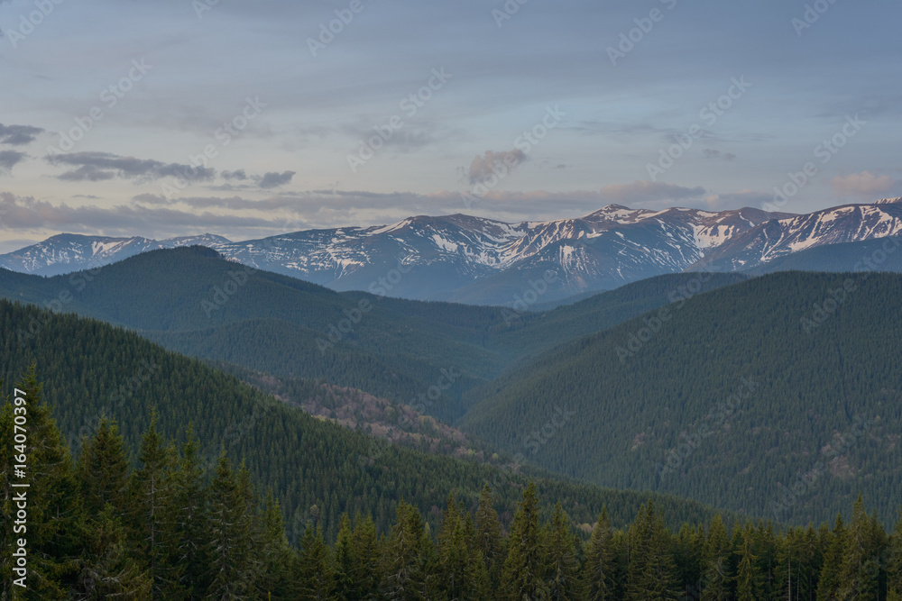 Spring in the mountains. Forest with snow-covered mountains in the background