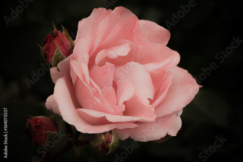 Rose with rosebuds on a dark background, soft and romantic vintage filter, pink tone flower