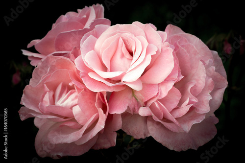 Pink roses, flowers on a dark background, soft and romantic vintage filter