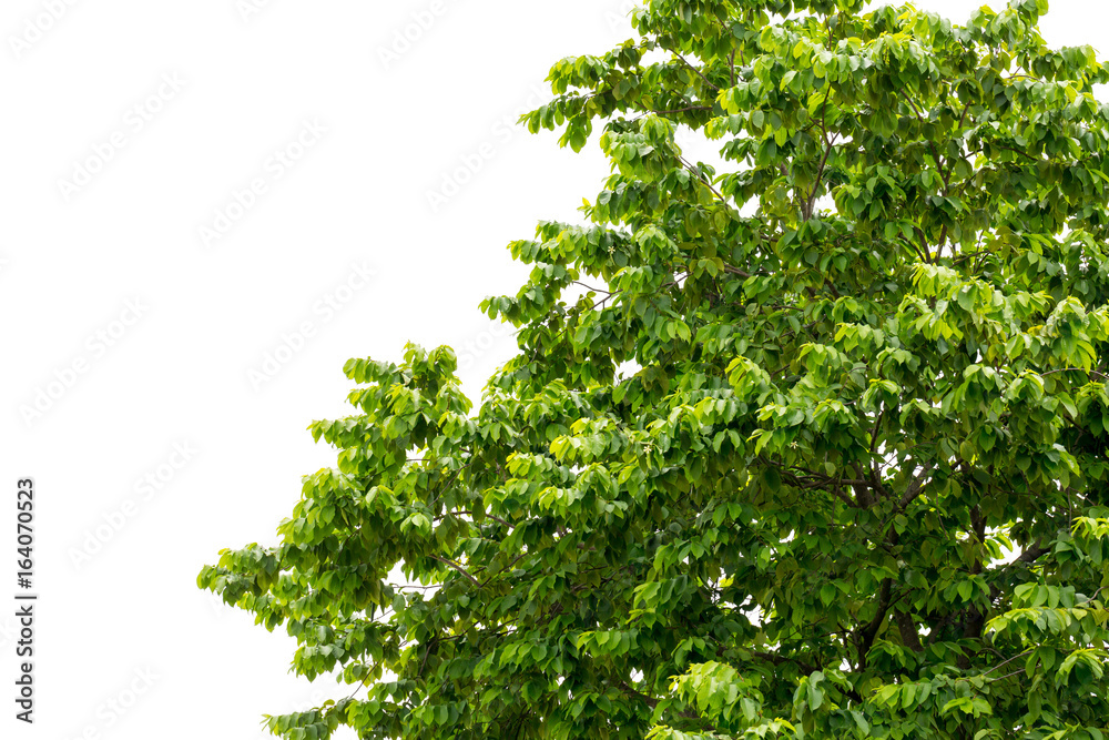 Tree leaf on white background Tree leaf on white background