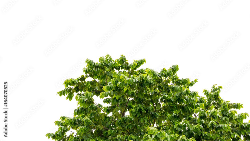 Tree leaf on white background Tree leaf on white background