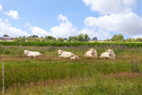 Weiße Kühe auf der Ostsee Insel Fehmarn