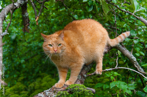 cat on a tree in the summer