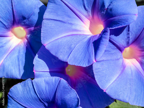 Fototapeta Naklejka Na Ścianę i Meble -  Group of ivy flowers, purple flowers