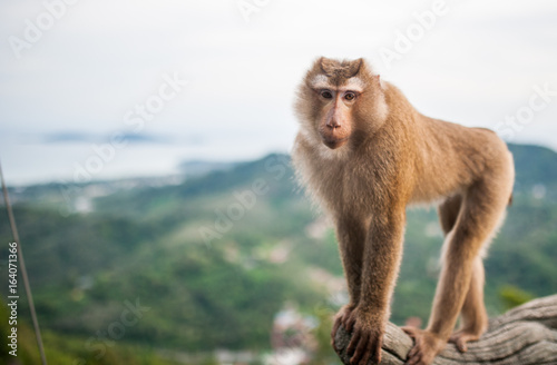 Monkey in Thailand © Funtap