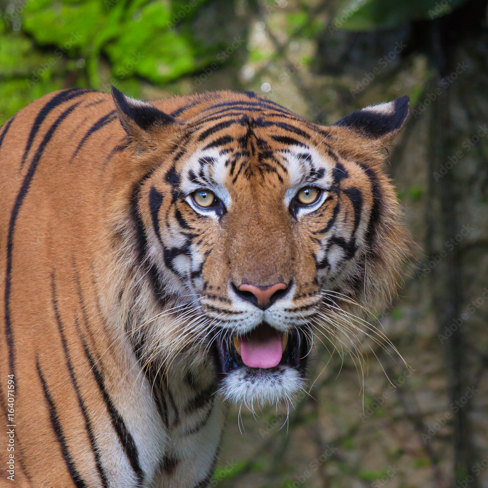 Fototapeta premium Tiger is staring.