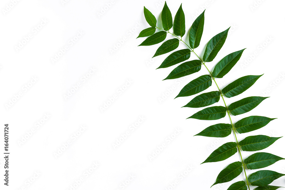 Green leaf branches on white background. flat lay, top view Green leaf branches on white background. flat lay, top view