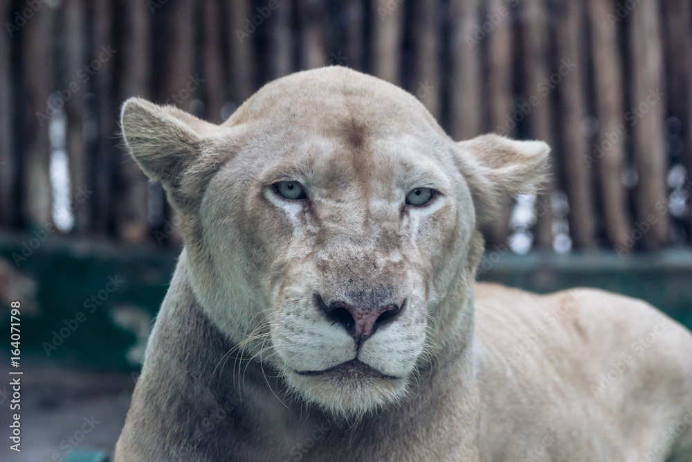 Naklejka premium 凜々しい 雌 ライオン