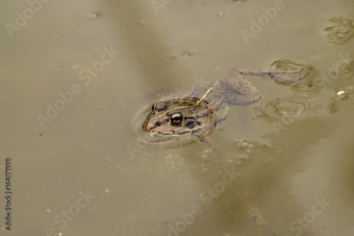 фотографія The frog swimming in muddy water