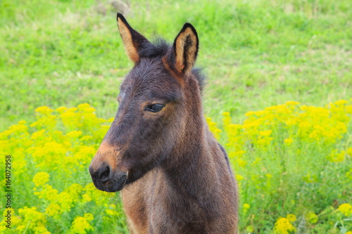 Little horse colt  with the sad eyes strolls in a green field