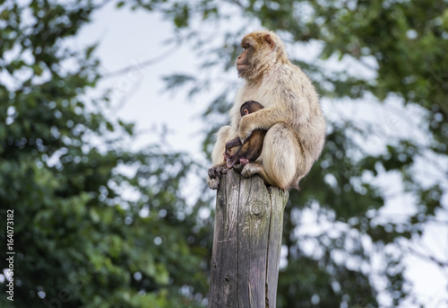 Macaca sits with his youngster on a wooden stump