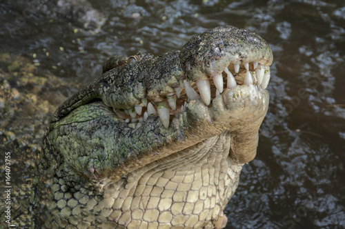 Single big crocodile rising from the water.