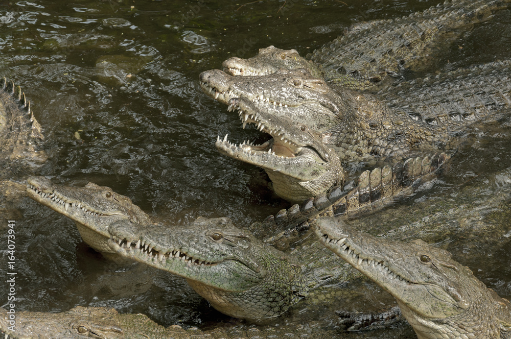 Fototapeta premium Hungry group of crocodiles in the water.