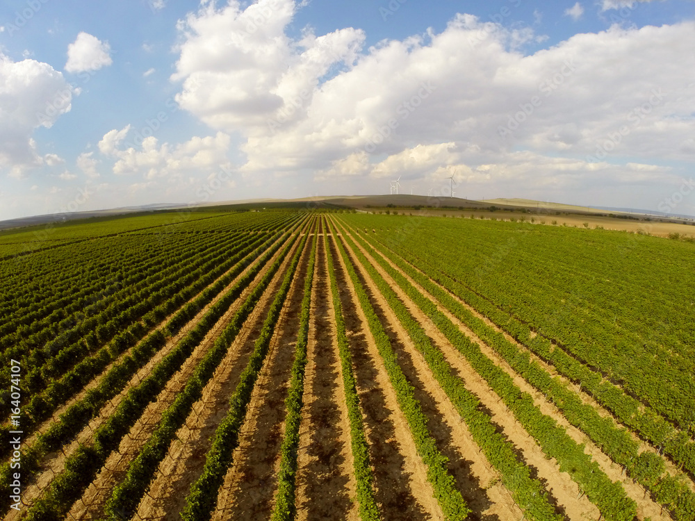 Beautiful vineyards landscape aerial view