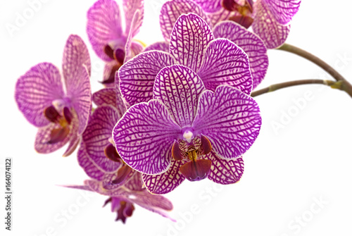 Fototapeta Naklejka Na Ścianę i Meble -  Orchideen, Orchidaceae
