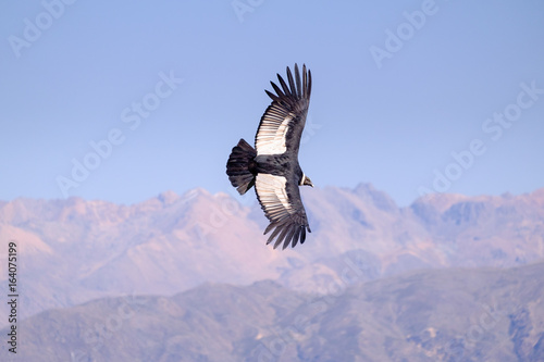 Condor flying above Colca canyon in Peru