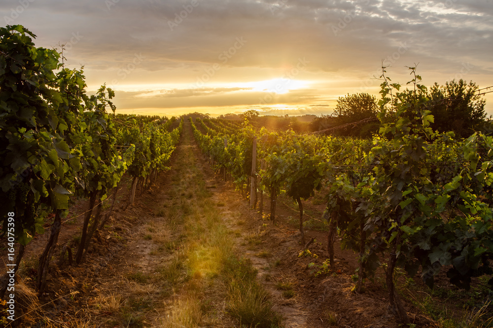 Vineyard at sunrise with lens flare. Toned