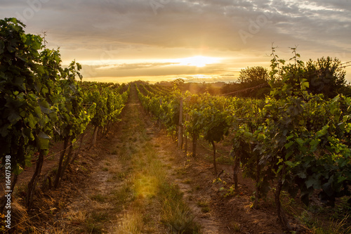 Vineyard at sunrise with lens flare. Toned