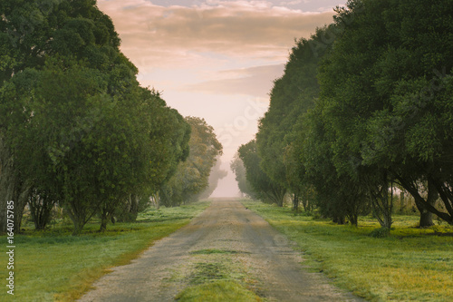 Foggy Road at Sunrise