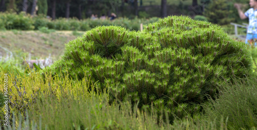 Pinus mugo - It is also known as creeping pine, dwarf mountain pine,