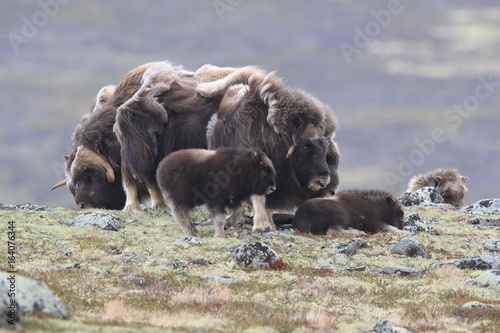 Fotografie Muskox in Dovrefjell national park, Norway