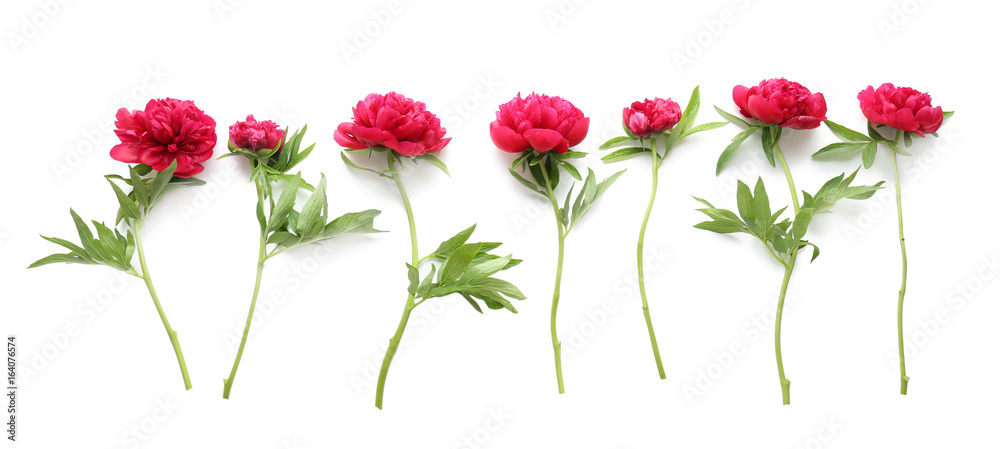 Composition of beautiful peonies on white background Composition of beautiful peonies on white background