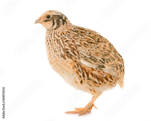 japanese quail in studio