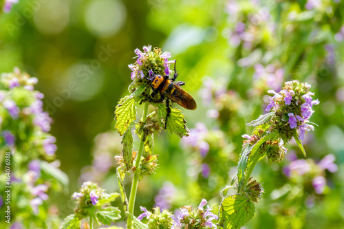 nsect large hornet on field flower photo
