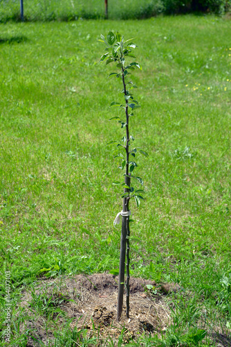 Two-year sapling of a pear