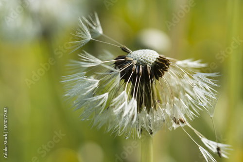 Fototapeta Naklejka Na Ścianę i Meble -  Seeds of dandelion after rain.