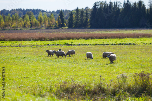 Φωτογραφία Green meadows with sheep grazing. Saaremaa island, Estonia.