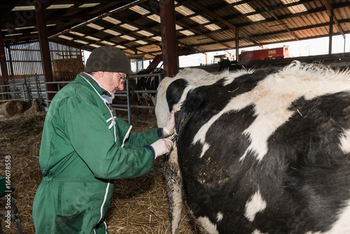 opération par le vétérinaire de la caillette d'une vache laitière dans l'étable. photo