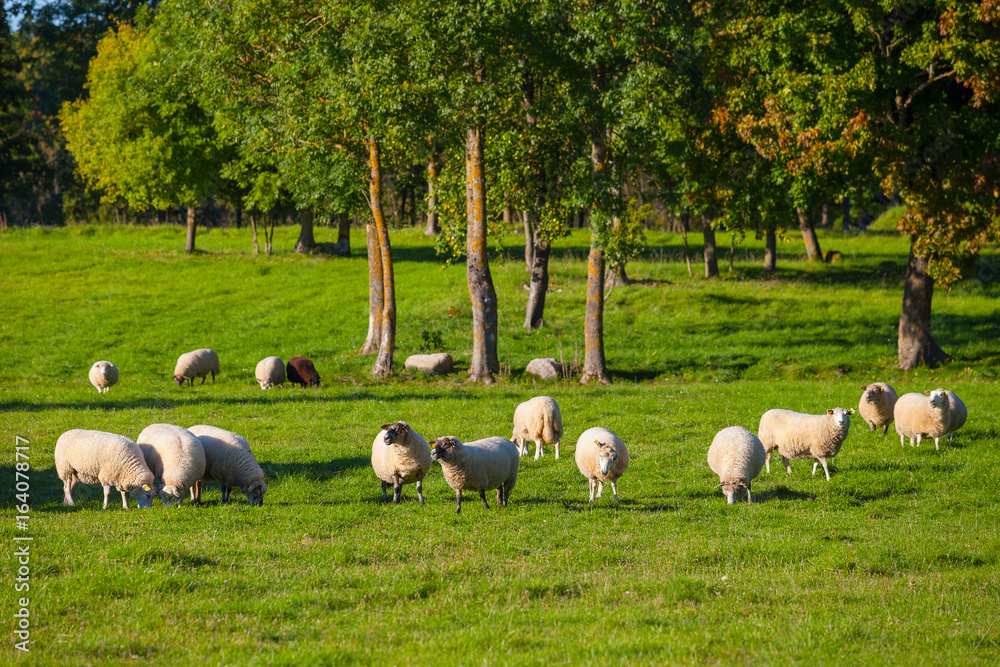 Flock of sheep grazing over green meadow with trees at the background Flock of sheep grazing over green meadow with trees at the background