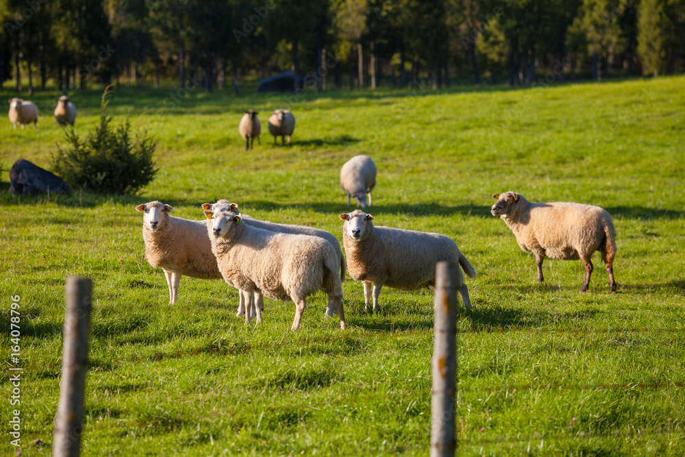 Fototapeta premium Flock of sheep grazing over green meadow with trees at the background