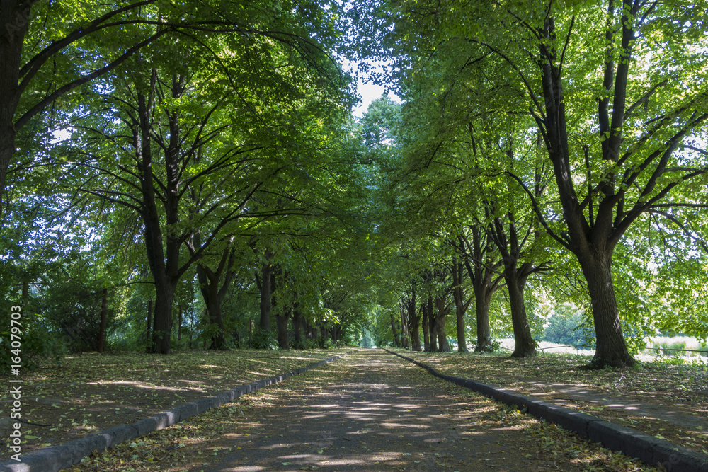 Alley in the park, closed crowns of trees.
