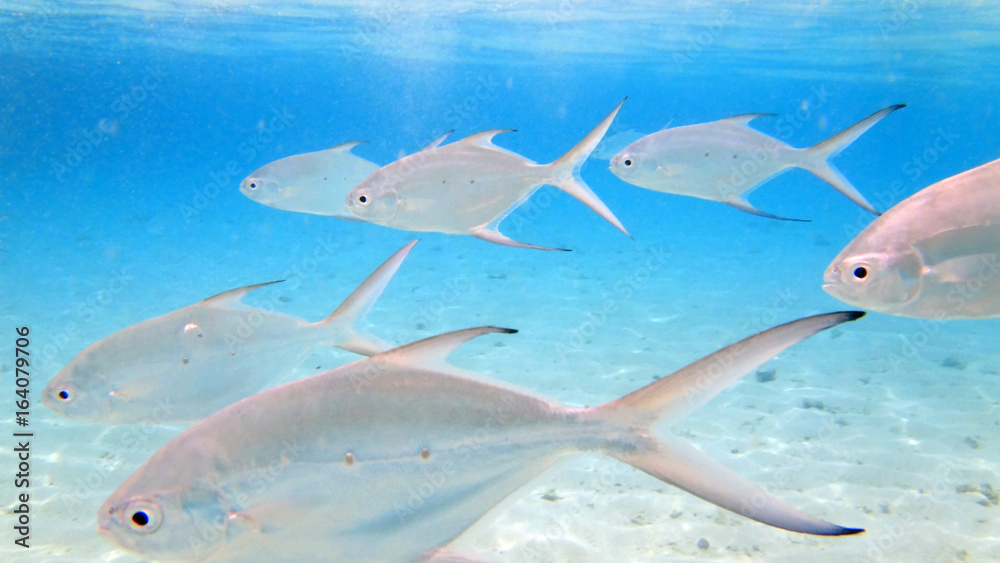 Naklejka premium Banc de poissons