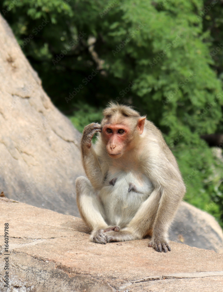 Monkey Monkey