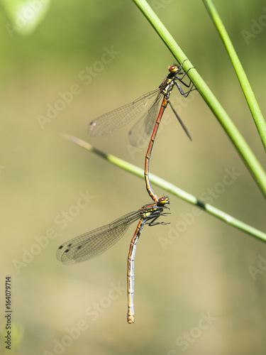 Zwei rote Libellen (frühe Adonislibelle) vor der Paarung auf einem Grashalm. Seitliche Ansicht.