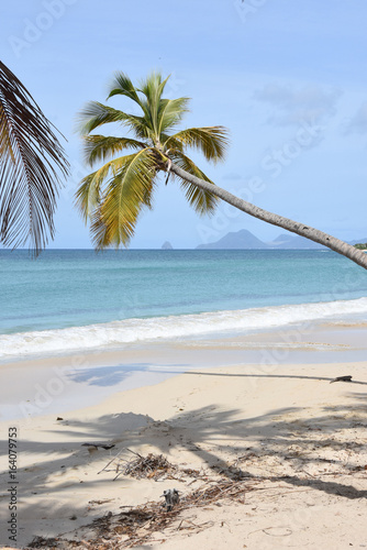Fototapeta Naklejka Na Ścianę i Meble -  Plage des saline anne en Martinique, sable blanc et coctier, un paradis