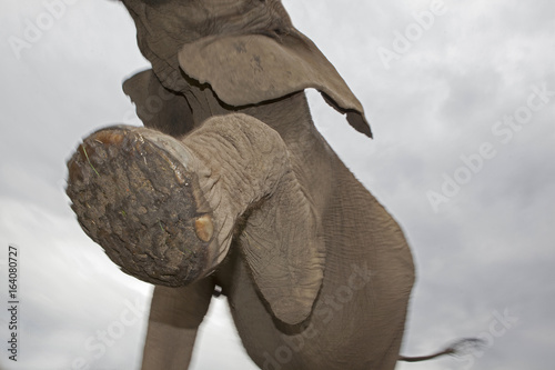 Elefant aus Froschperspektive mit Bewegungsunschärfe