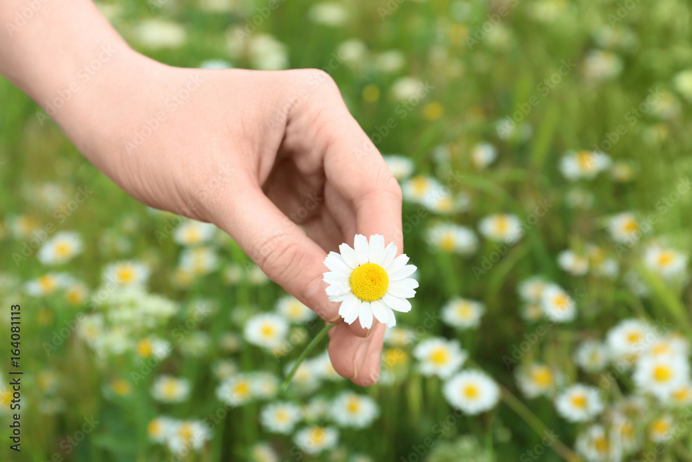 Female hand with beautiful chamomile flower in spring field, closeup