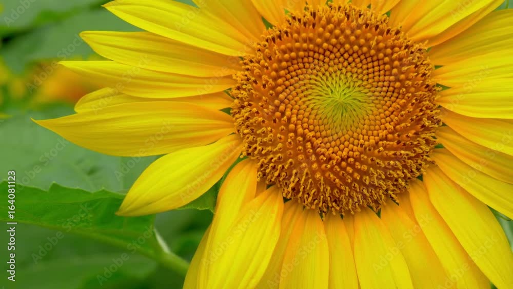 Sunflowers swaying in wind in hot summer day
Sunflowers swaying in wind in hot summer day