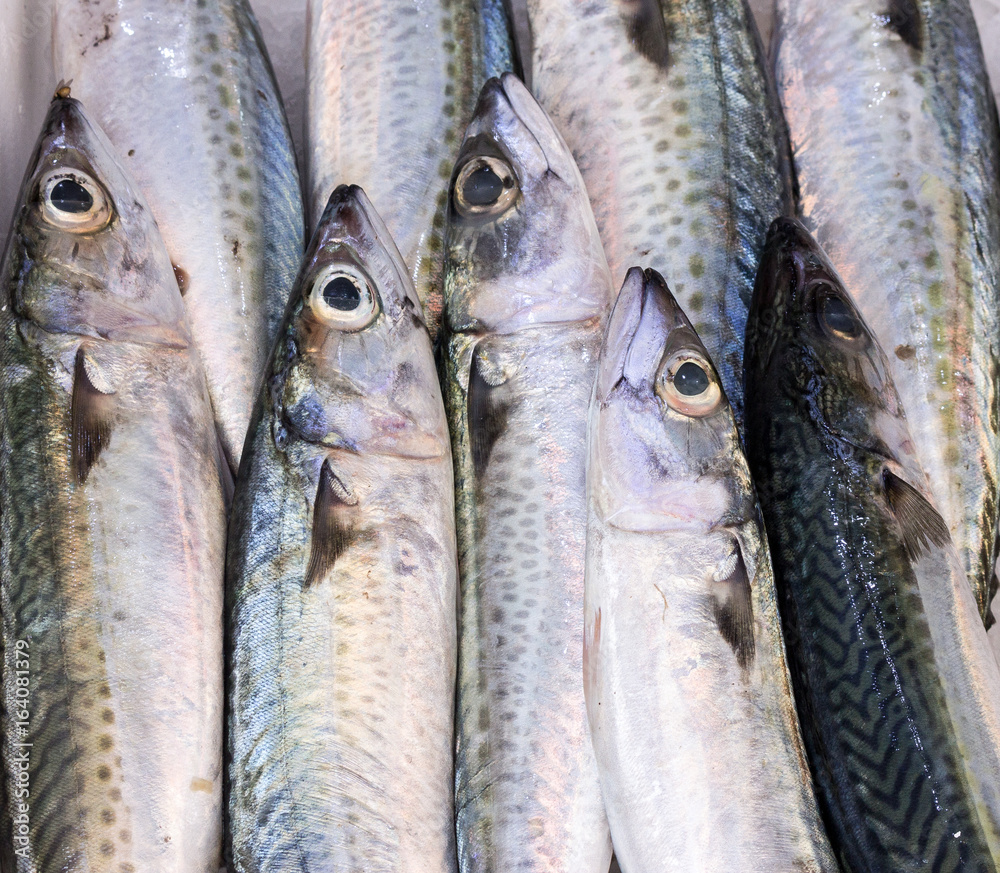 Obraz premium fresh catch of mackerlels on mediterranean market