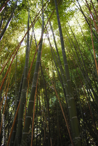 bamboo