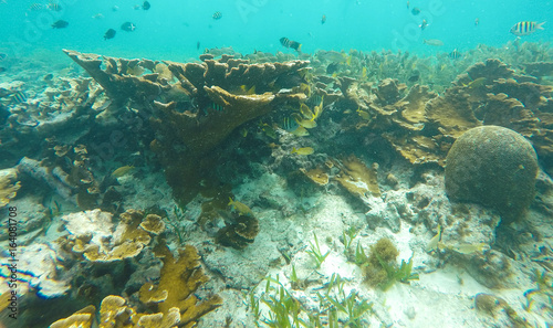 EL MECO SNORKEL IN ISLA MUERES 4