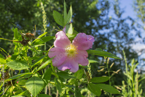 Close-up of a pink rose hips flower against a background of green trees and blue sky